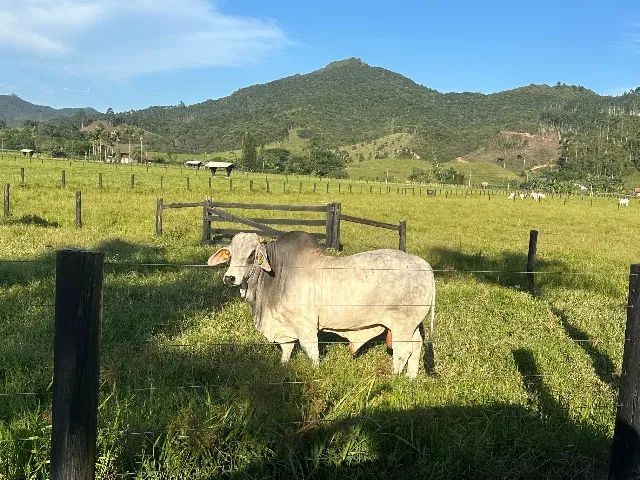 Touros e terneiros da raça Bhramam  - Foto 2