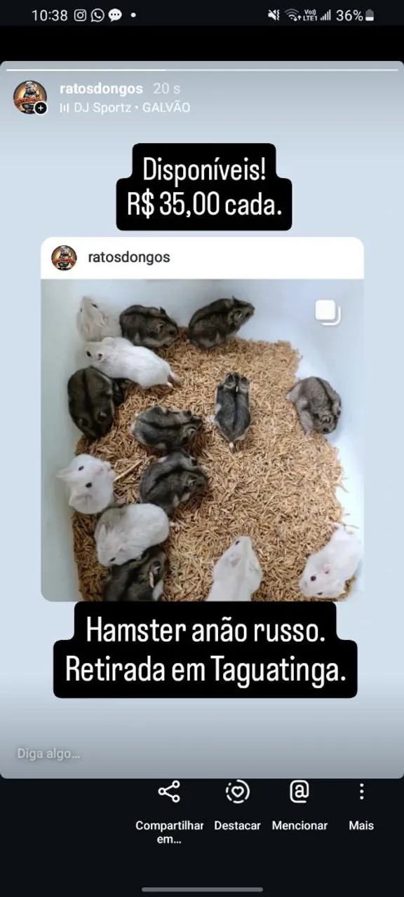 Ramister. Hamsters Anões Russos - Lindos Filhotes Disponíveis