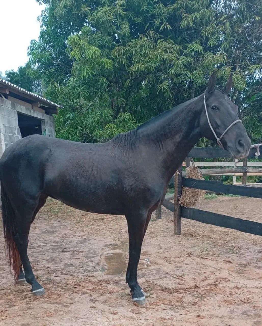 ÉGUA MARCHA PICADA (prenha de garanhão homozigoto)