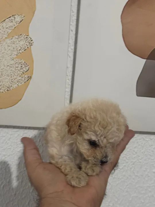 Filhote de Poodle tou 300 gramas