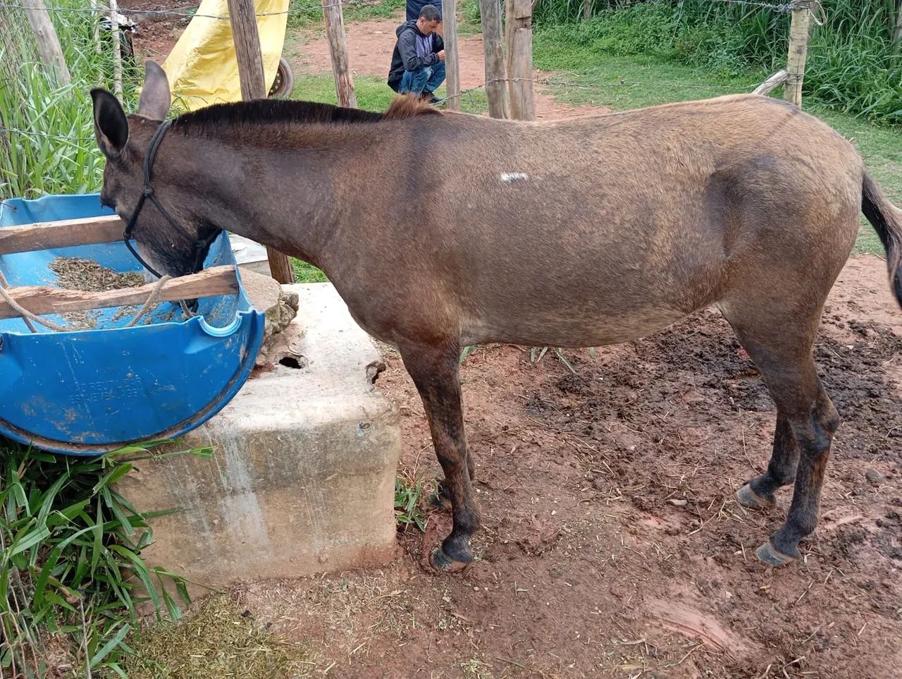 Mula de Marcha picada  - Foto 2
