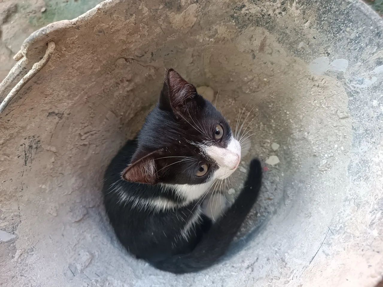 Duas Gatinhas preto e branco disponível para adoção - Foto 3