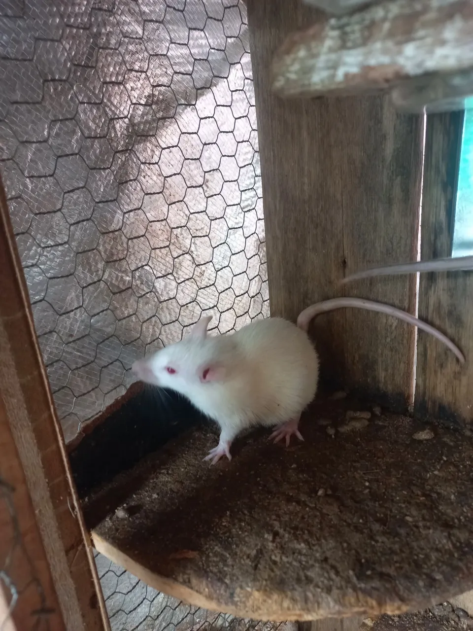 Ratos de laboratório, mercol, twister a venda