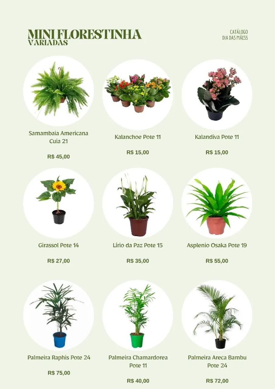 Plantas para Dia das Mães: suculentas, orquídeas, plantas ornamentais, ervas, kokedamas... - Foto 3