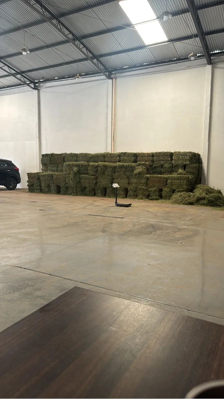 ALFAFA VERDINHA 2,5 R$ O KILO - Foto 4