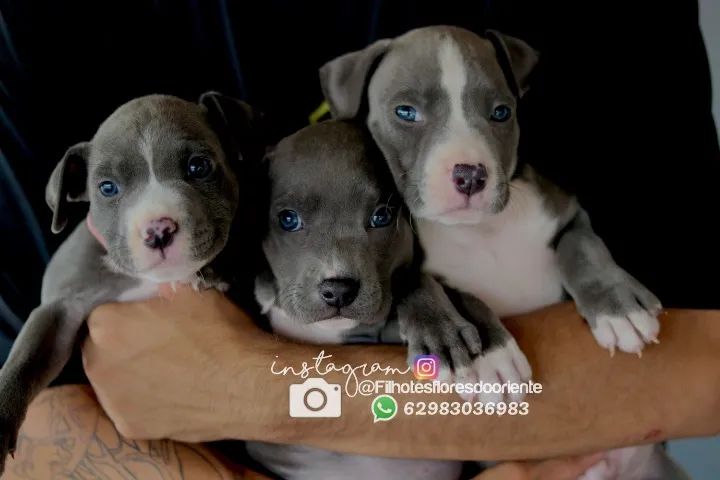  Bully @filhotesfloresdooriente 