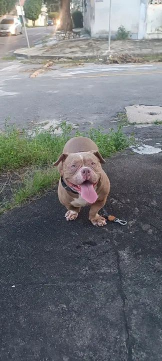 American Bully disponível para cruzamento  - Foto 3