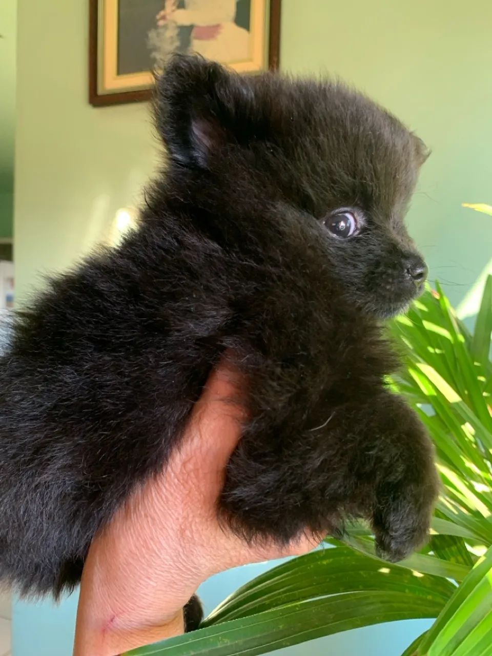 Filhotes de Lulu da Pomerania- Pelagem pelúcia  - Foto 2