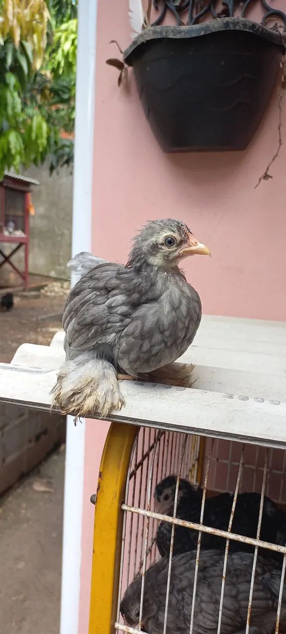 Galinha mini cochin