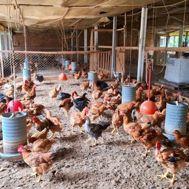 Frango / galinha caipira vivo - Foto 4