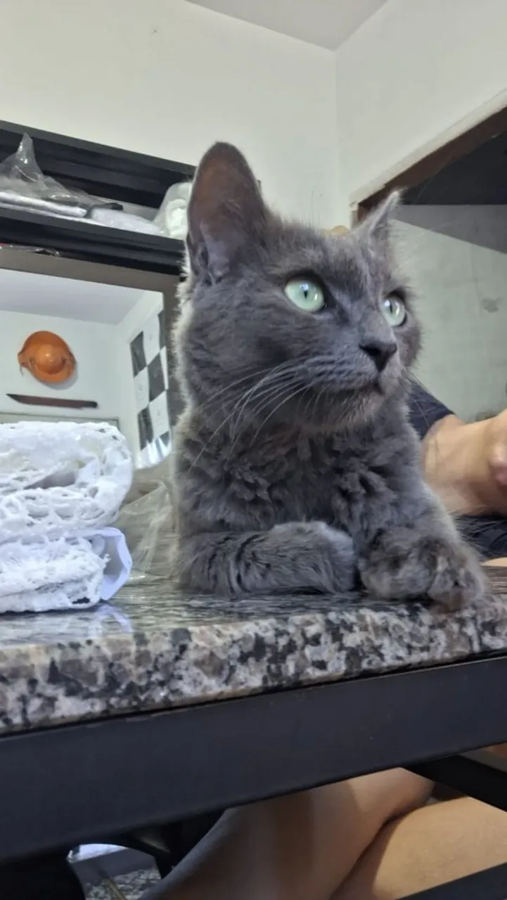 Gata Cinza Adorável para adoção