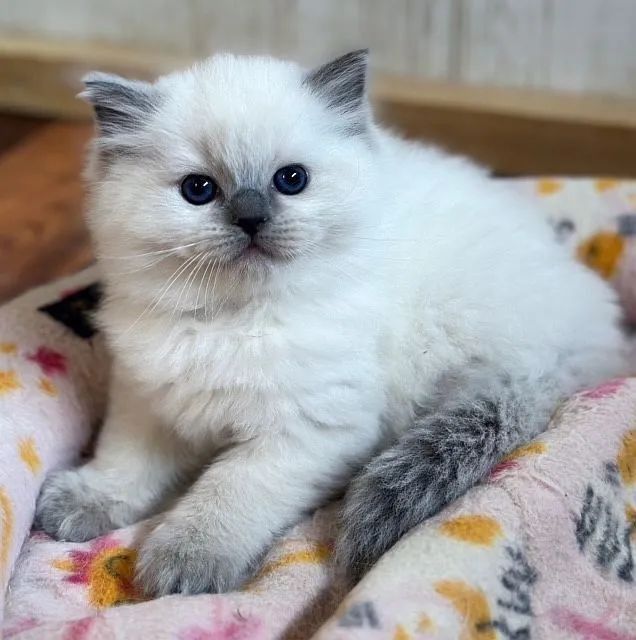 Ragdoll Filhotes  - Foto 4