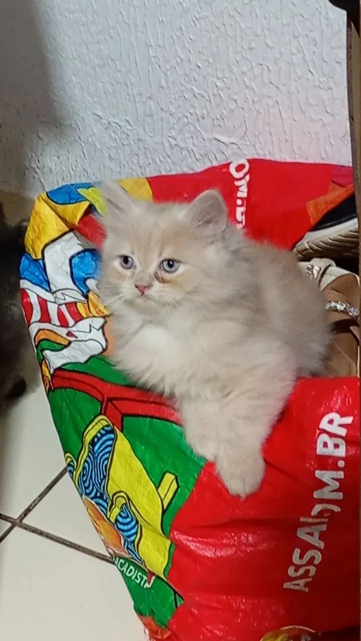 Gato