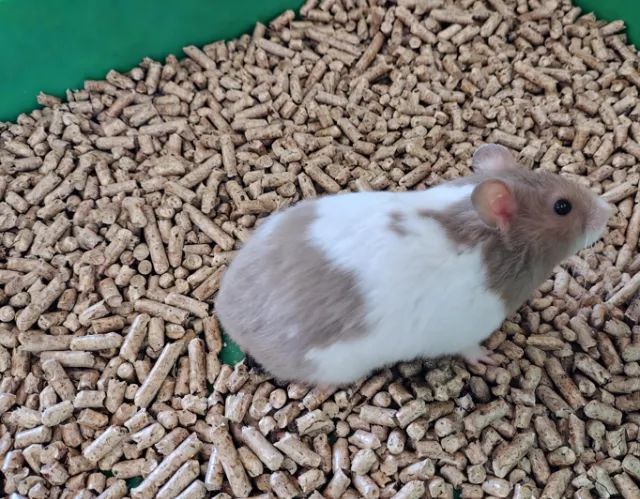 Hamster Sírio - Foto 2
