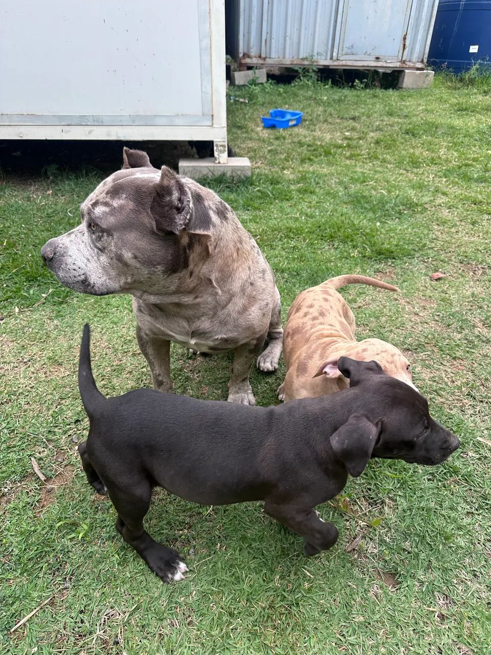 American bully  - Foto 3