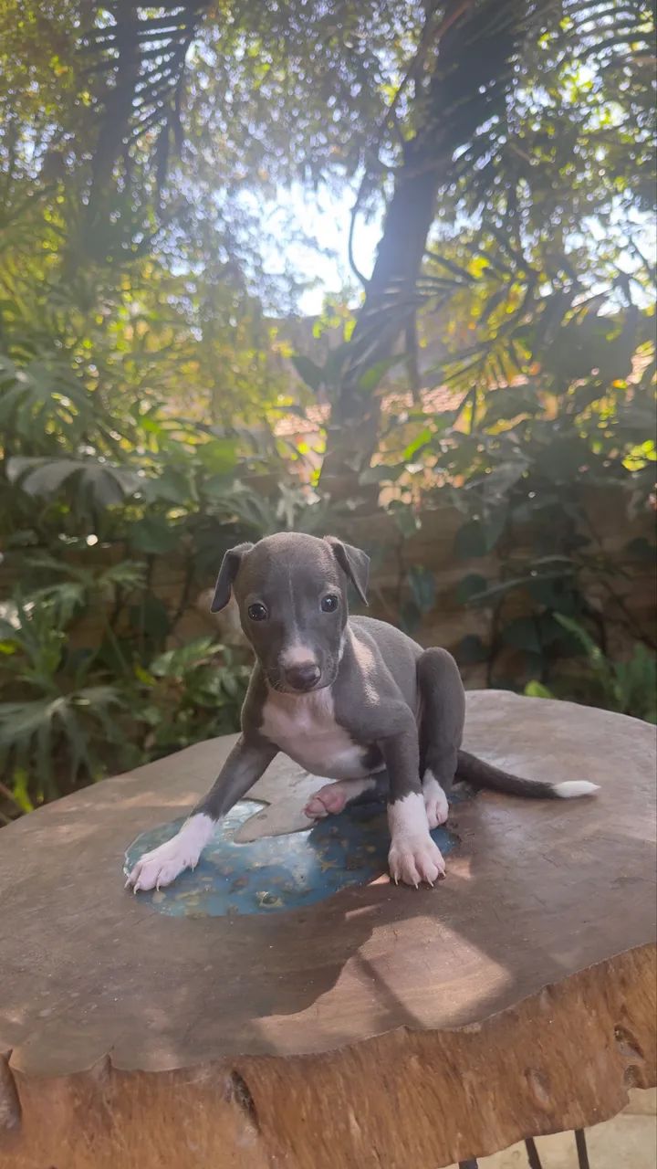 Galgo Italiano 