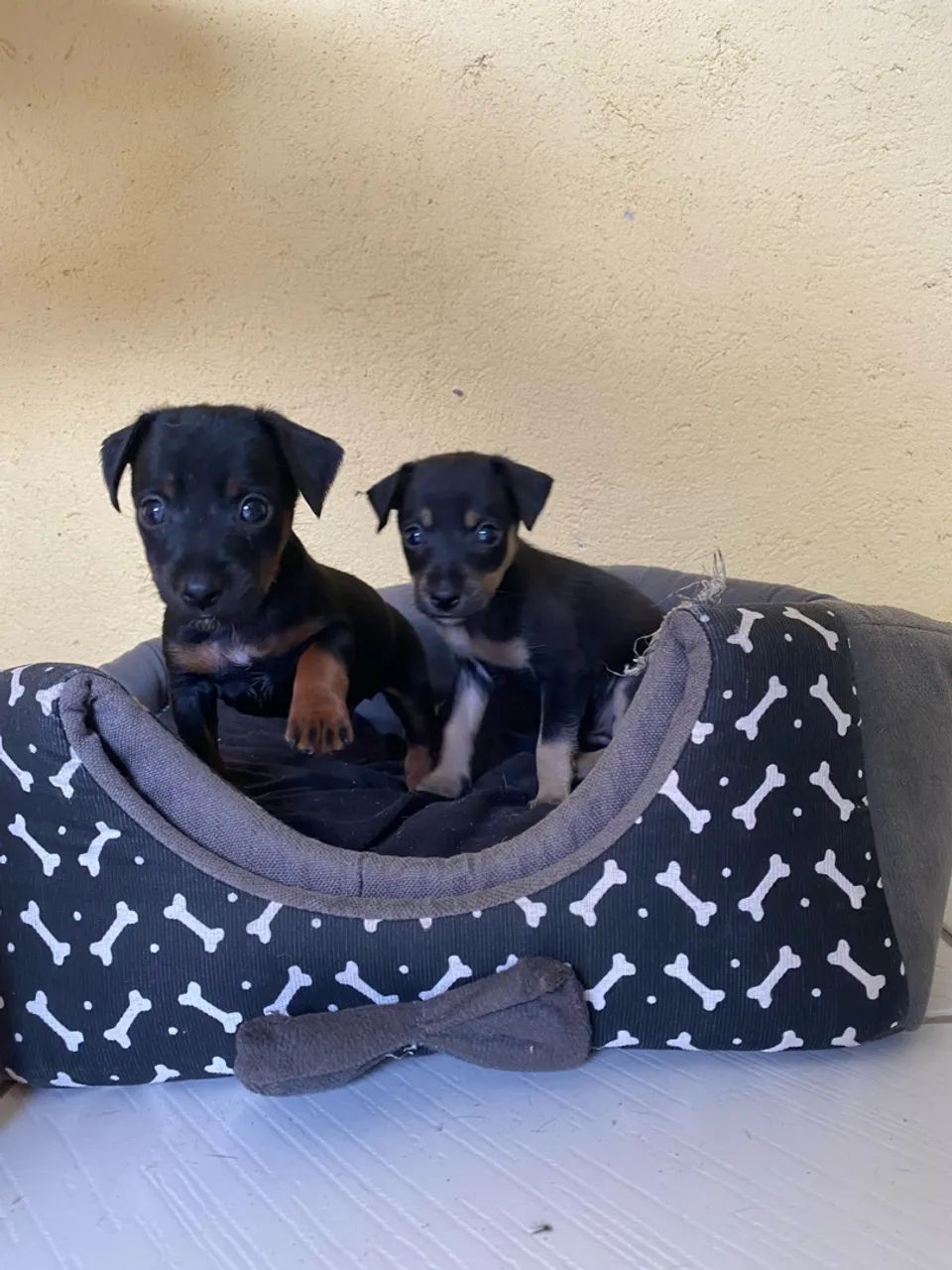 Pinscher 01 - Foto 2