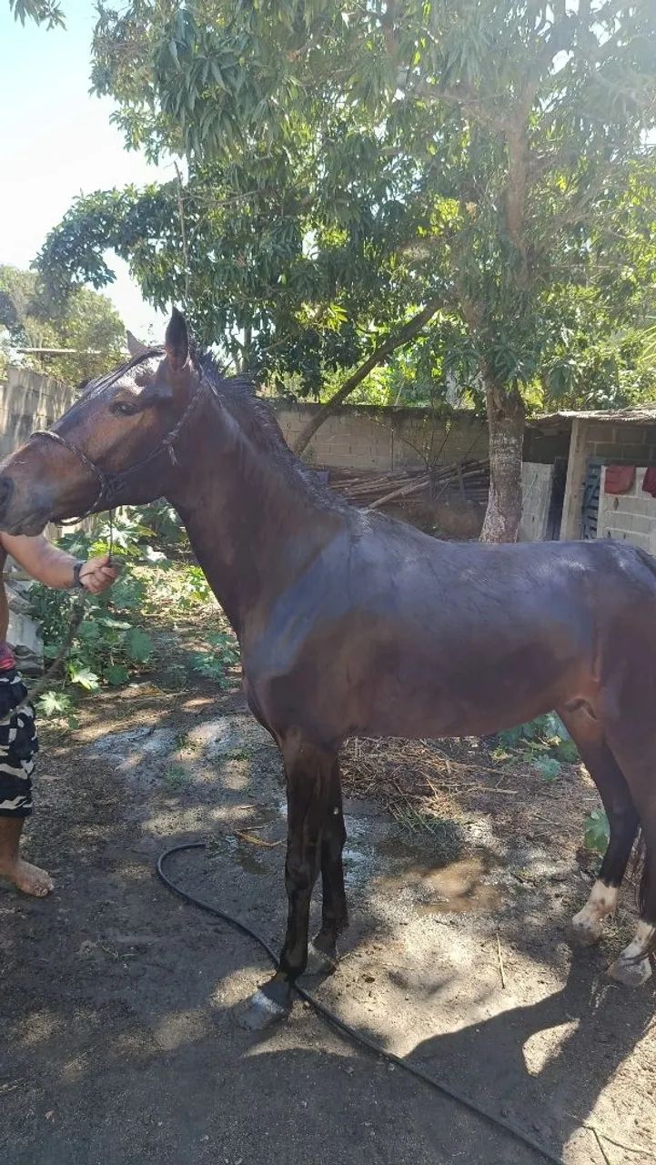 Cavalo inteiro  - Foto 2