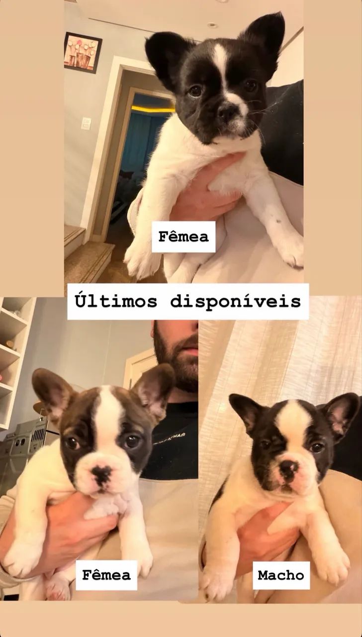 Bulldogue Francês  - Foto 2