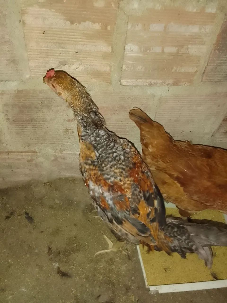Frango capoeira 