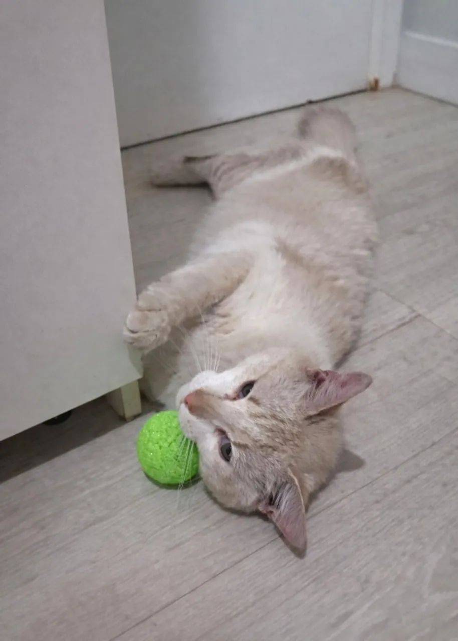 Gatinho para adoção  - Foto 2