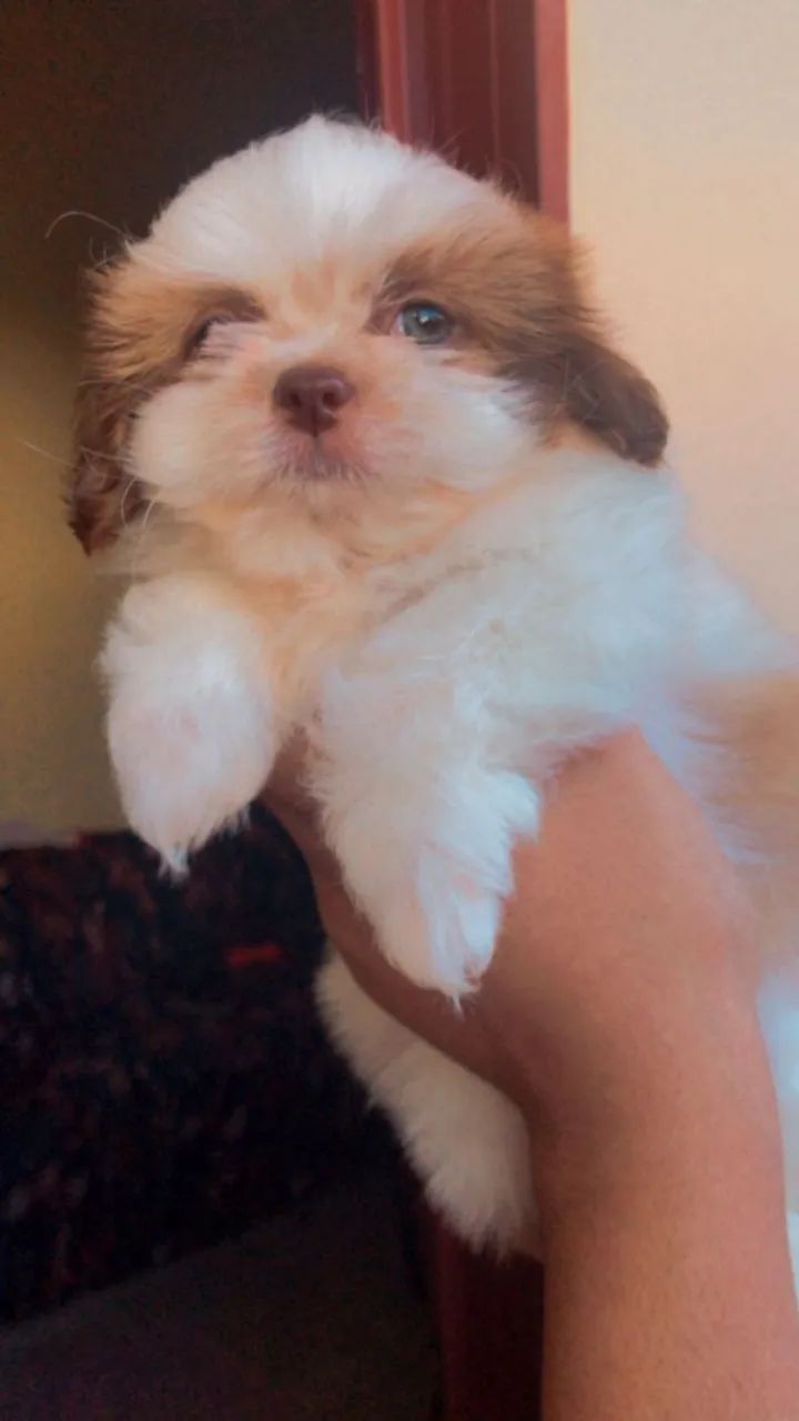 shih tzu mini com garantia 