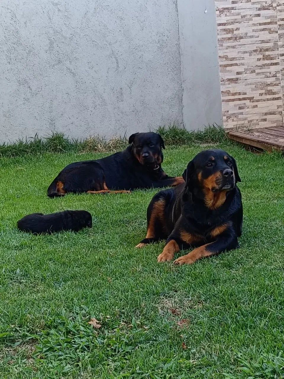 Rottweiller  - Foto 3