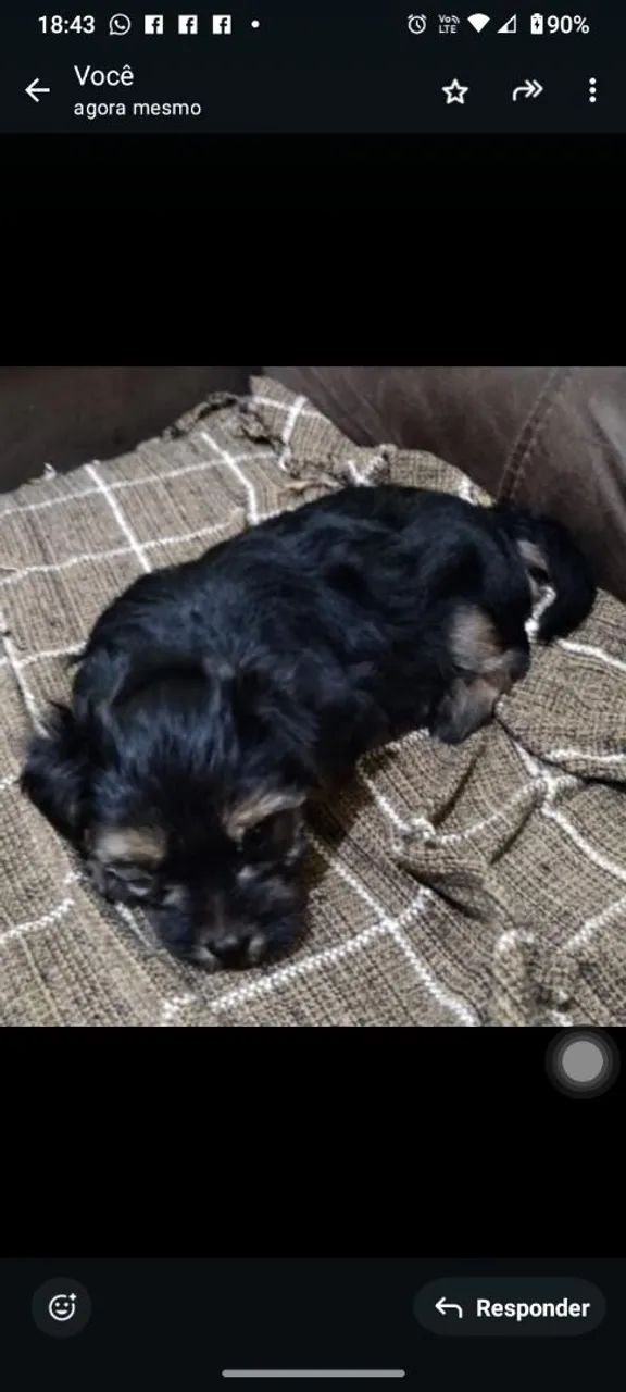 Yorkshire terrier 