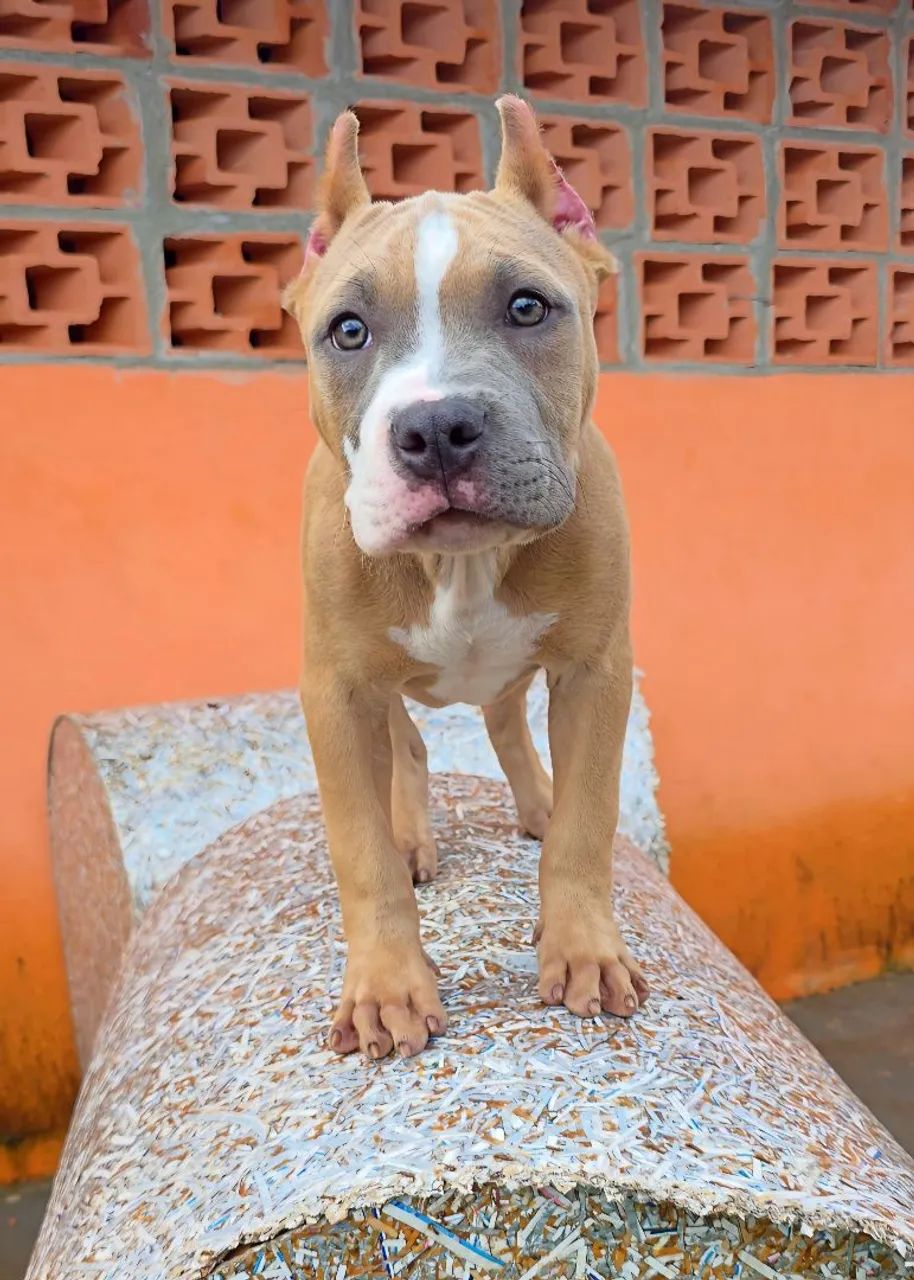 American Bully Standard - filhotes - Foto 2