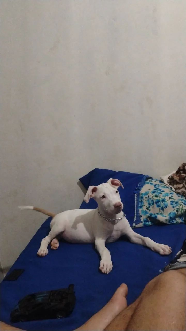 Cachorro pitmonster 2 meses 