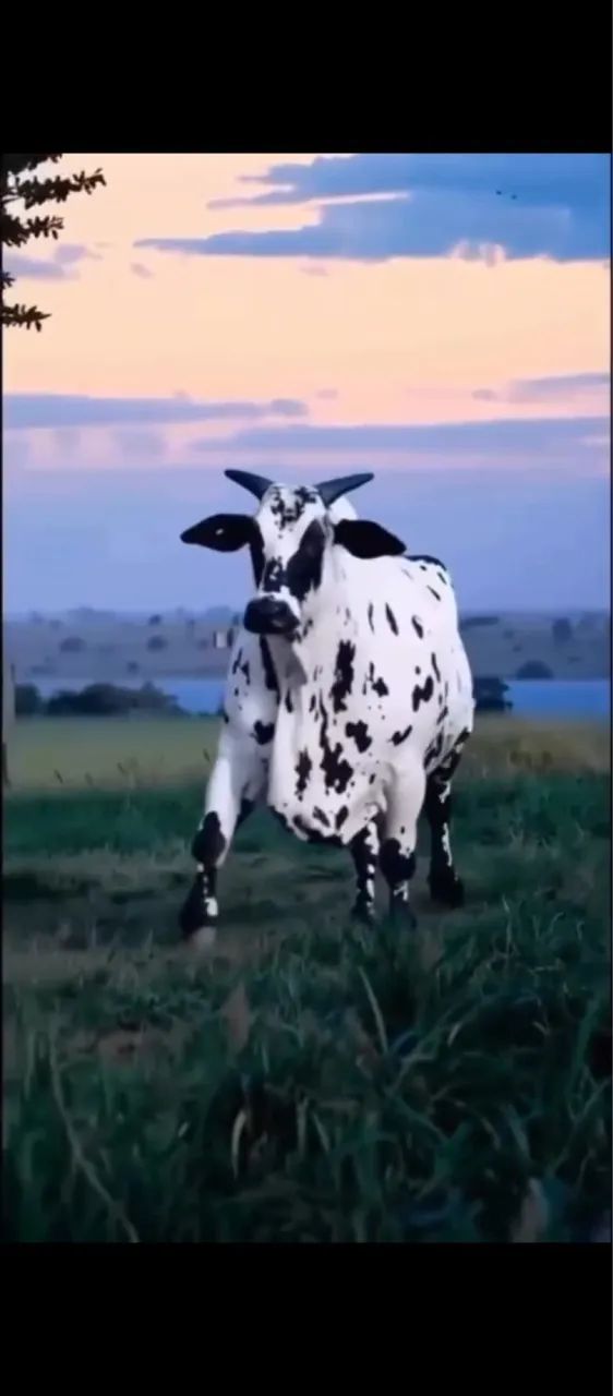 NELORE PINTADO MATRIZ COM BEZERRO - Foto 2