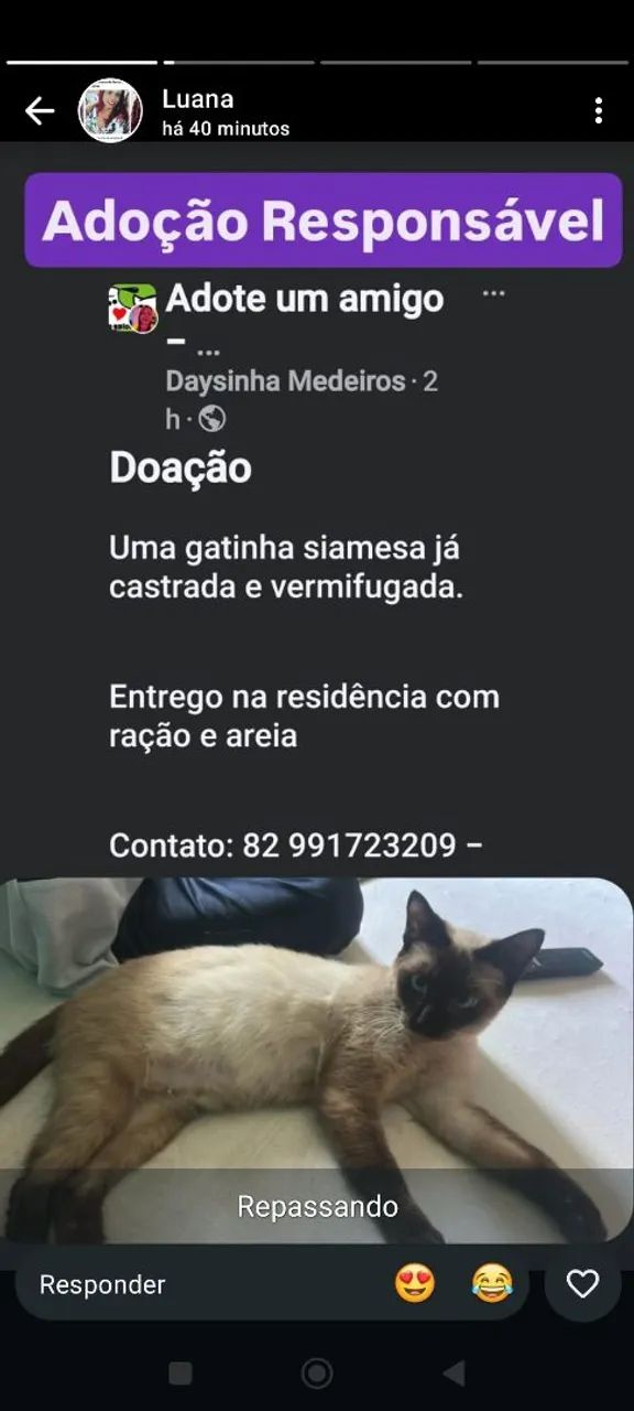 Adoção responsável  - Foto 2