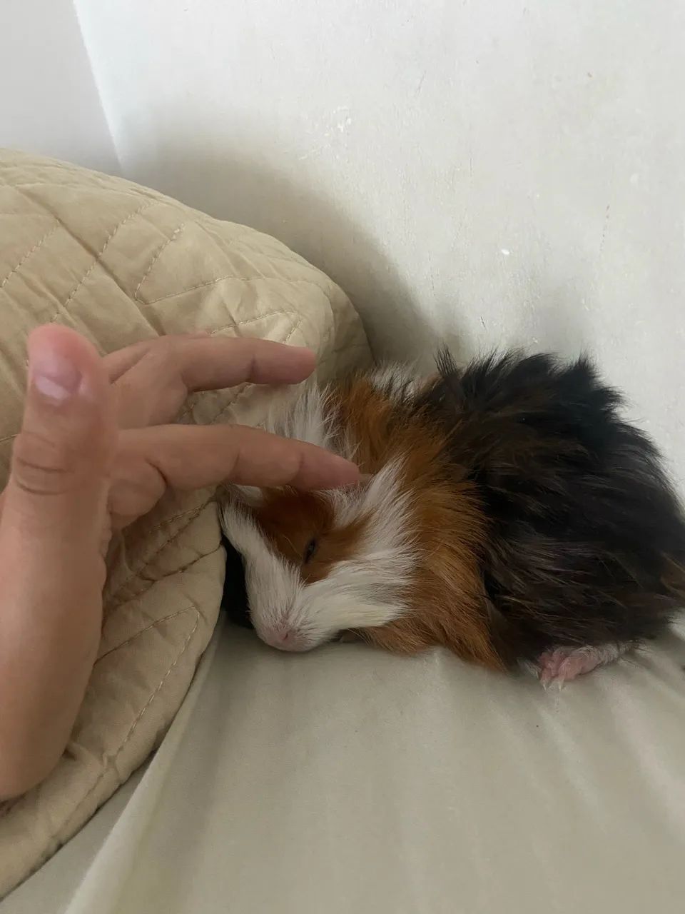 doa- se porquinho da índia fêmea 