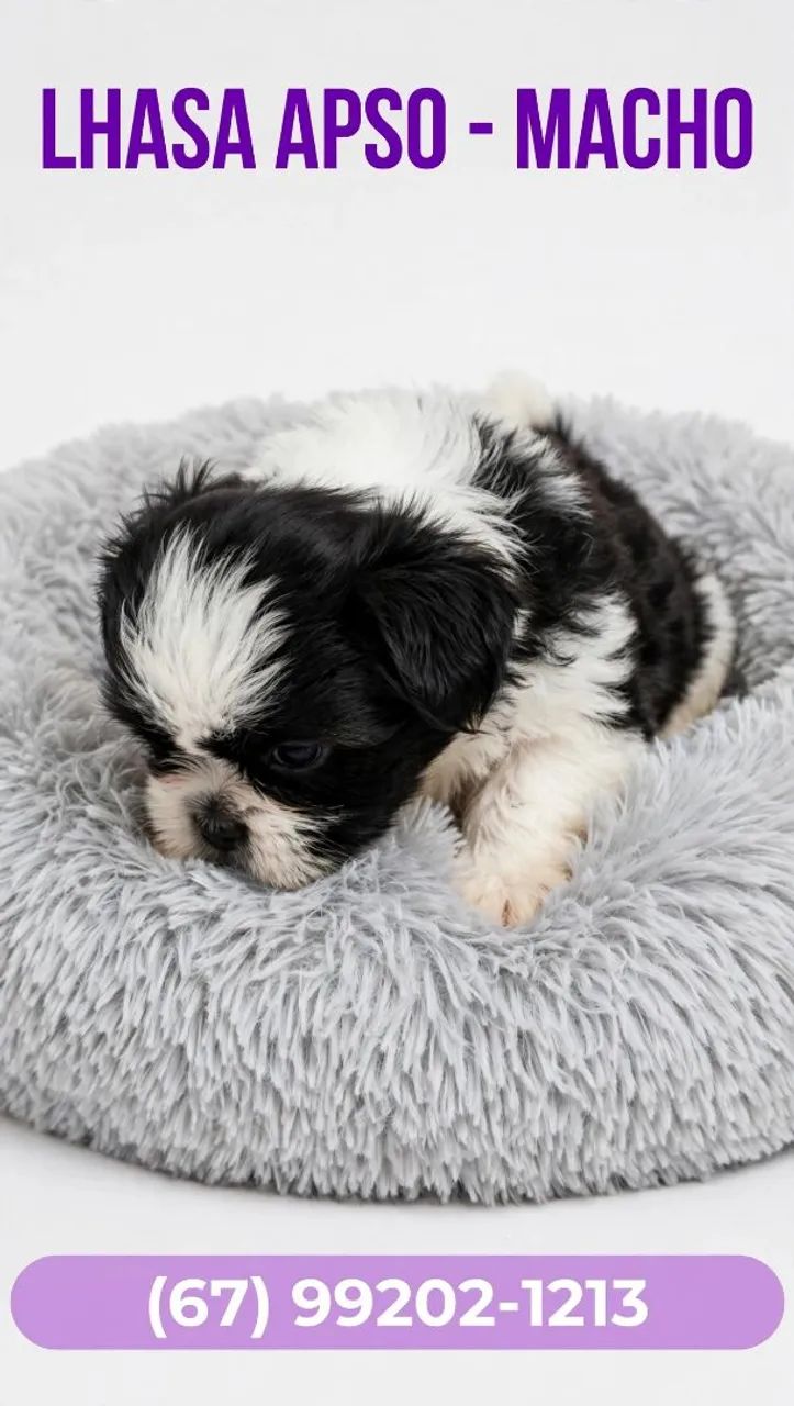 Shihtzu macho