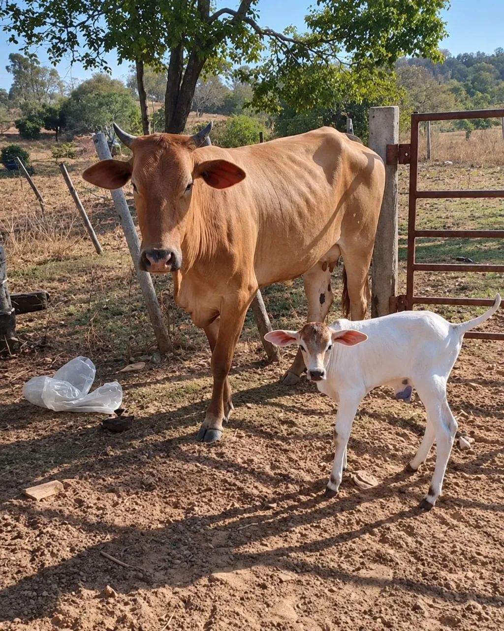 Vaca parida de macho  - Foto 3