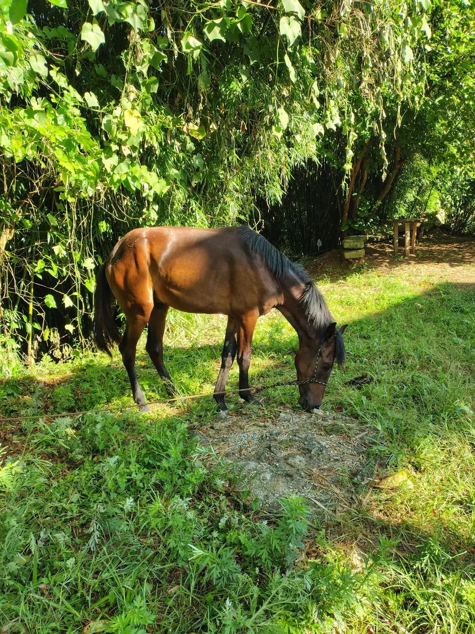 Potro de Mangalarga Marchador Mineiro de ótima qualidade - Foto 3