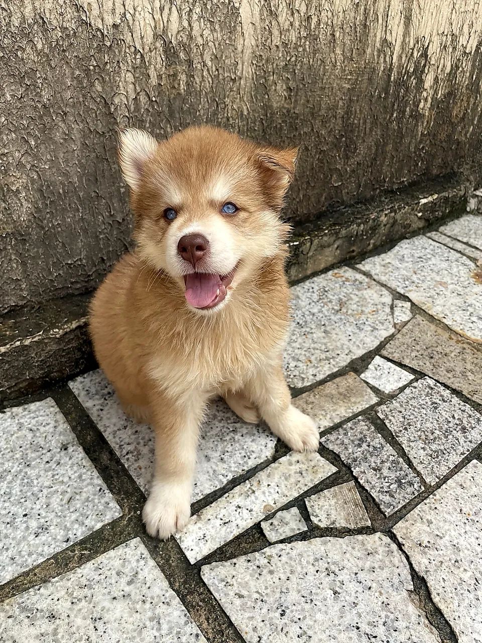 Filhote de husky siberiano 