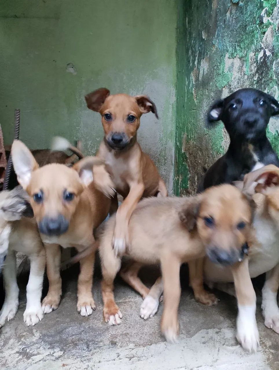 Doação  - Foto 2