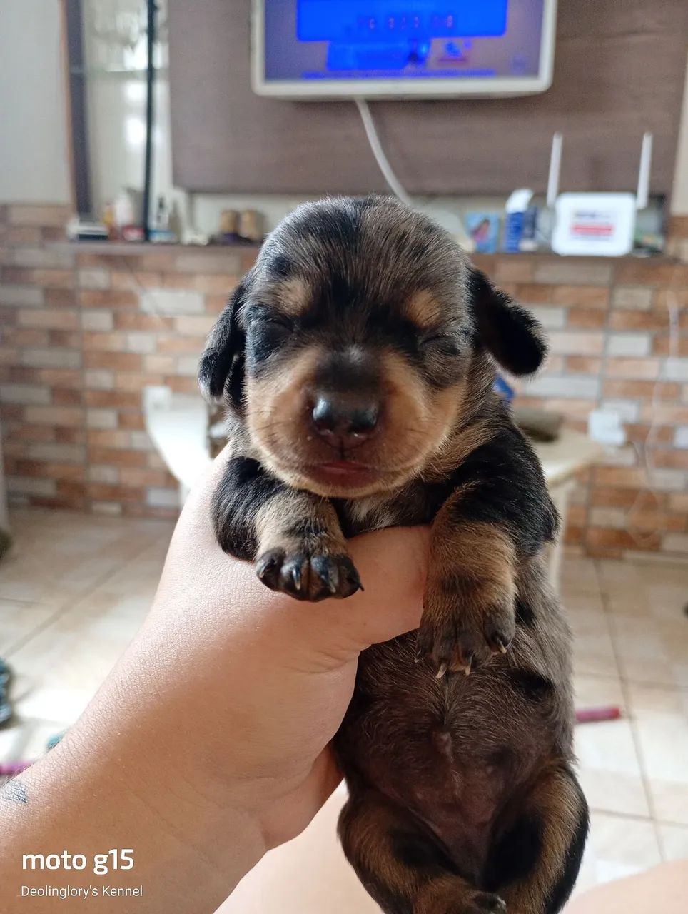 Dachshund mofadinhos - Foto 2