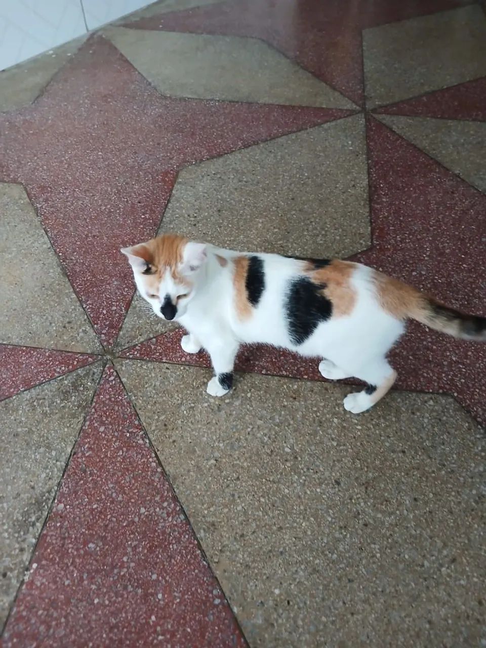 doar essas duas gatinhas 