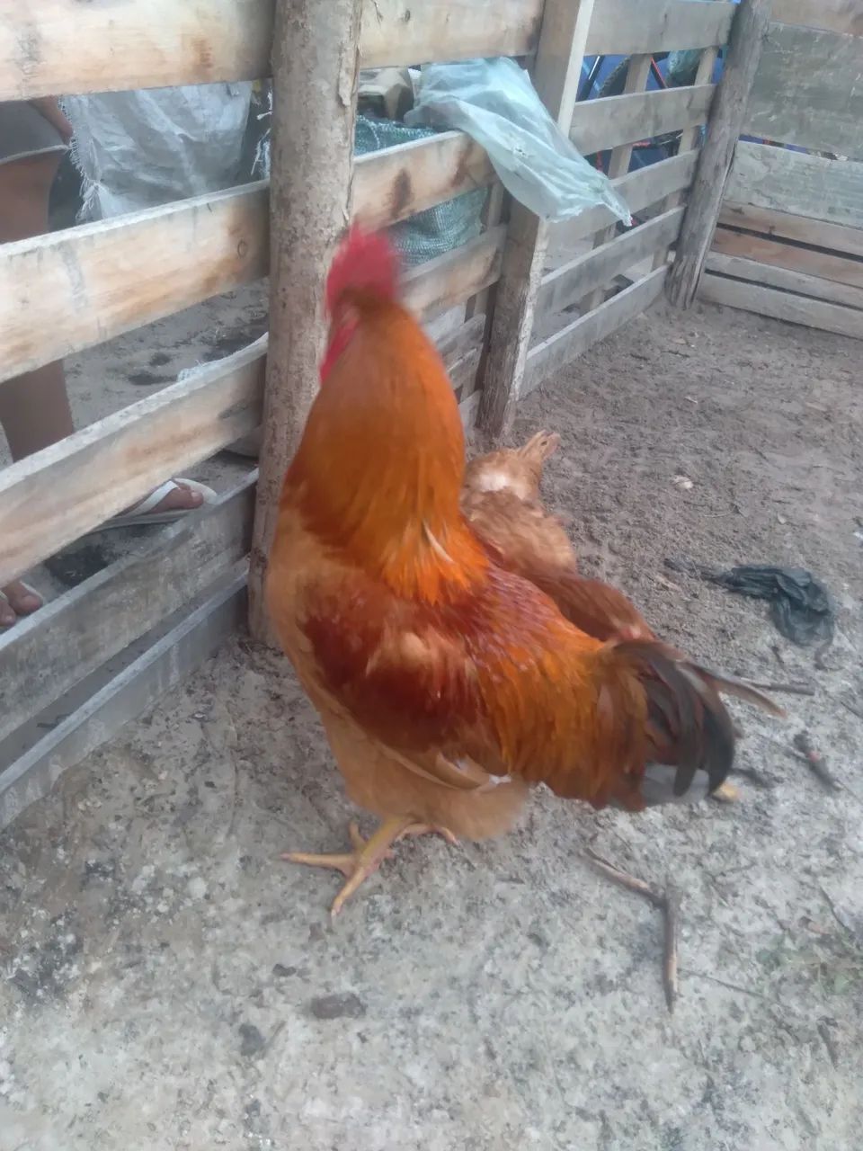 Frango?  150 reais  - Foto 3