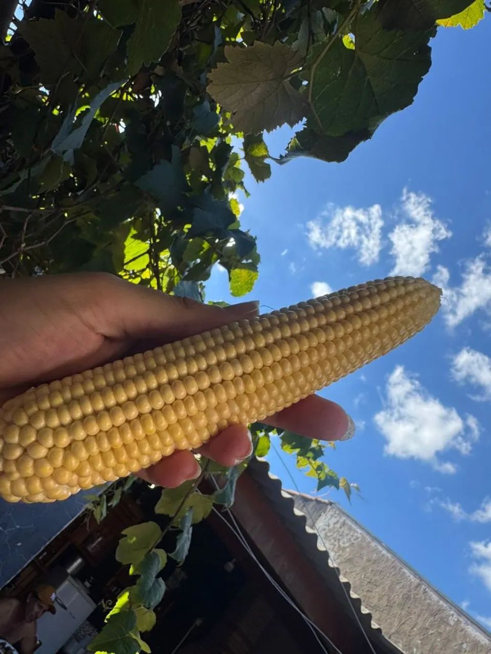 Milho verde $20 a DÚZIA  - Foto 2