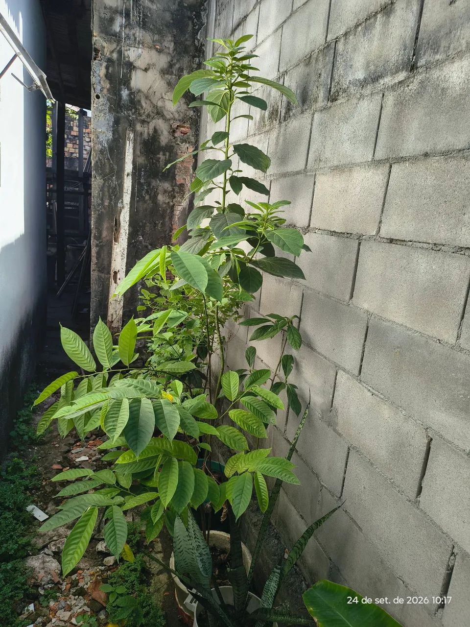 Plantas frutíferas 