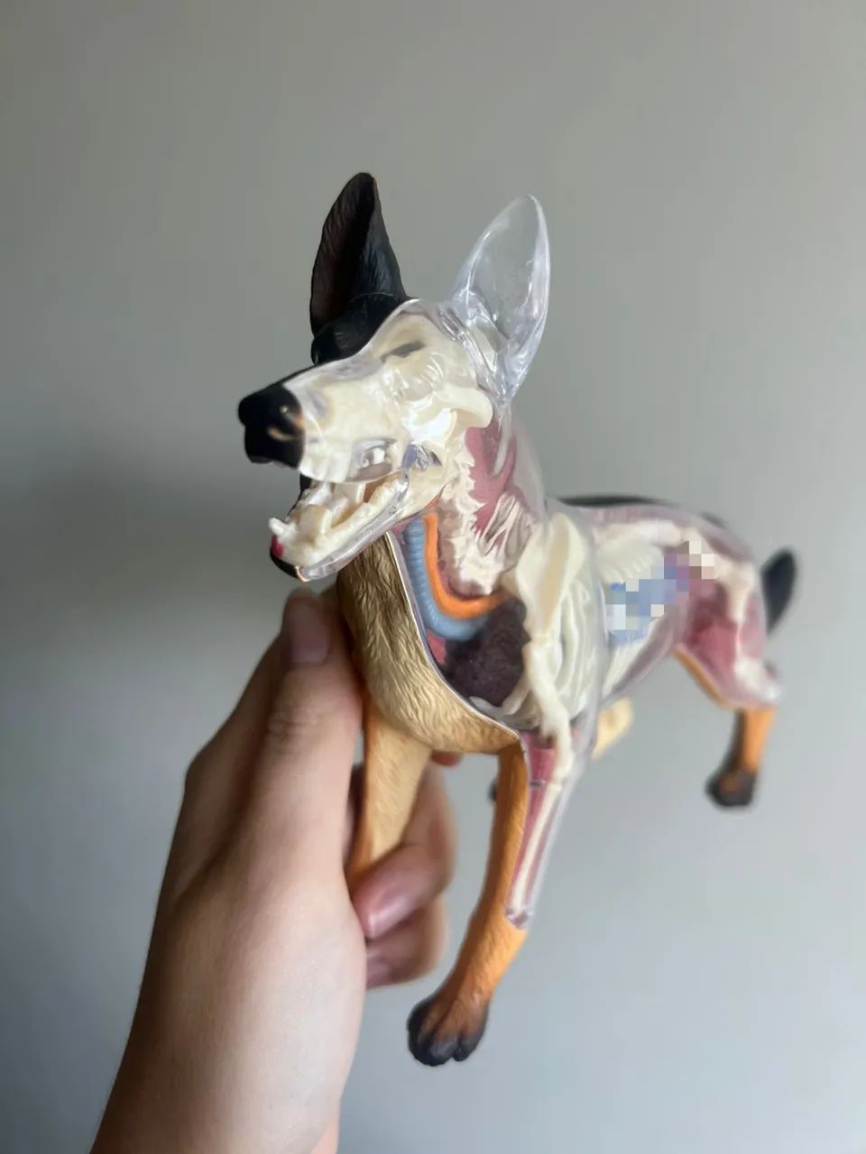 Anatomia do Cachorro 4D Desmontável - Foto 2