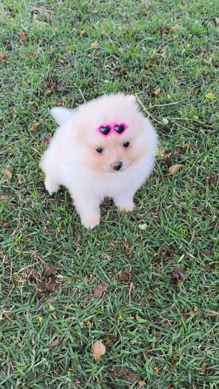 Fêmea Spitz alemão 