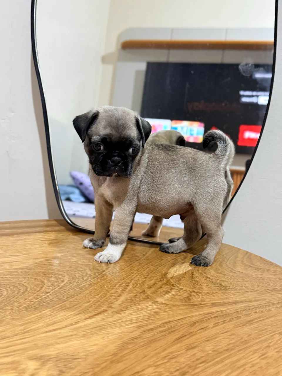 Pug macho 