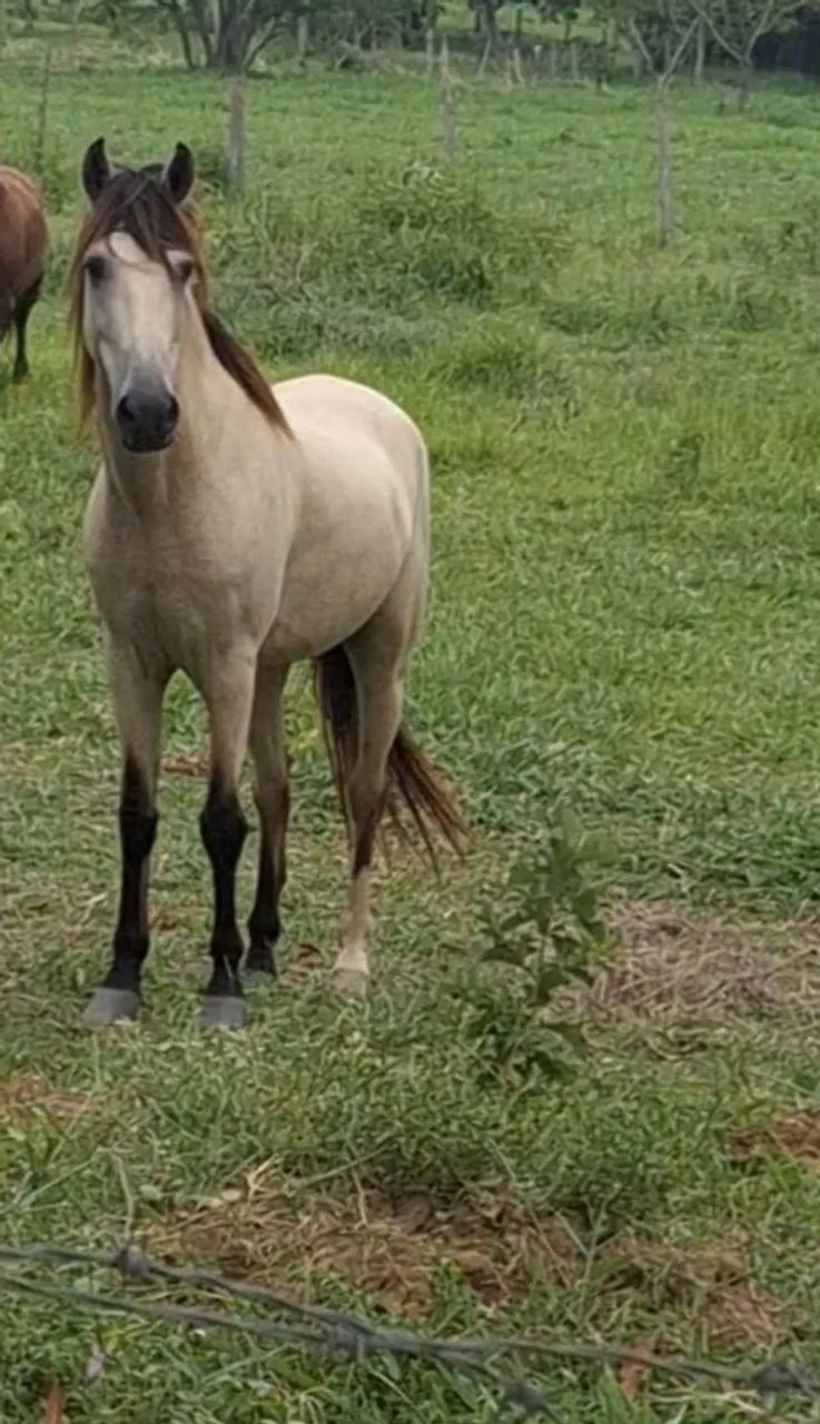 Cavalo marcha picada  - Foto 2
