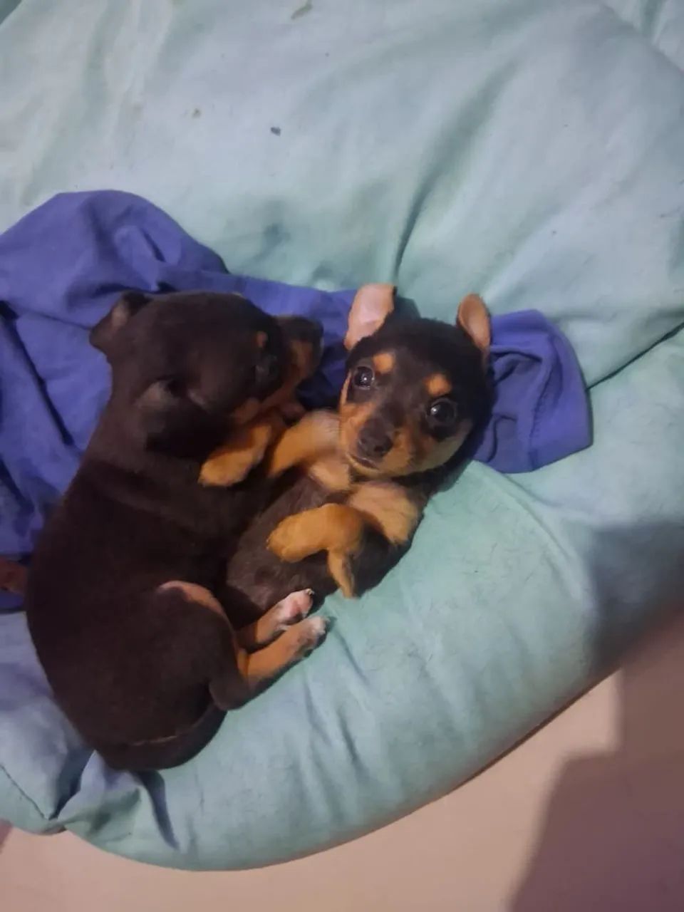 Filhote de pinscher 01 - Foto 2