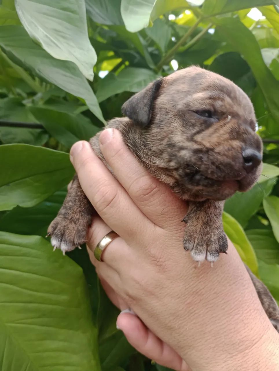 Cachorro  - Foto 2
