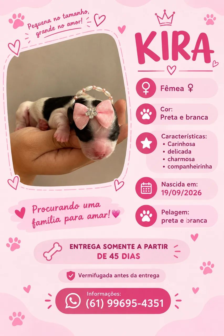 filhotes de poodle - Foto 2
